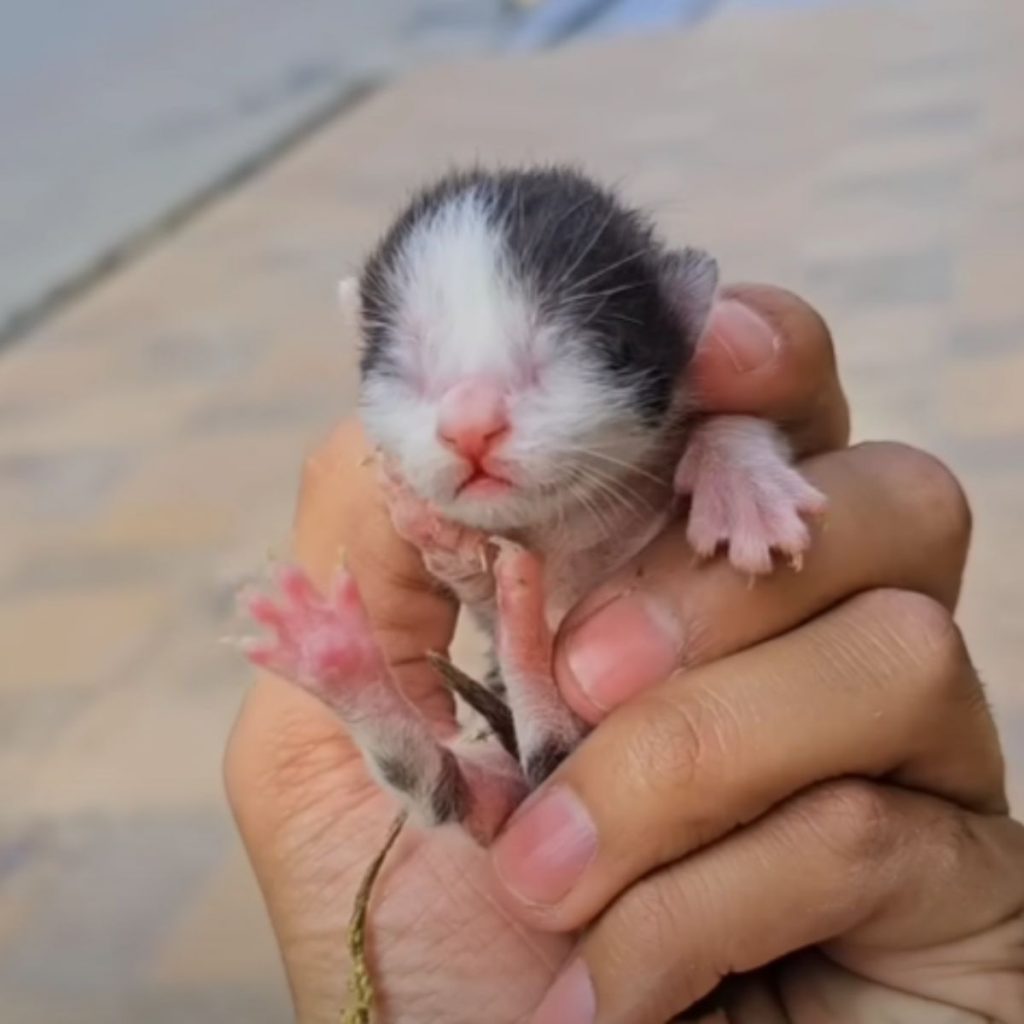 a man is holding a kitten in his hand