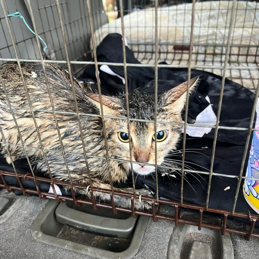 a portrait of a wet cat peeking out of a cage