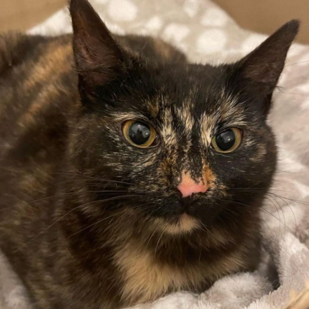 a pregnant cat is sitting and looking at the camera