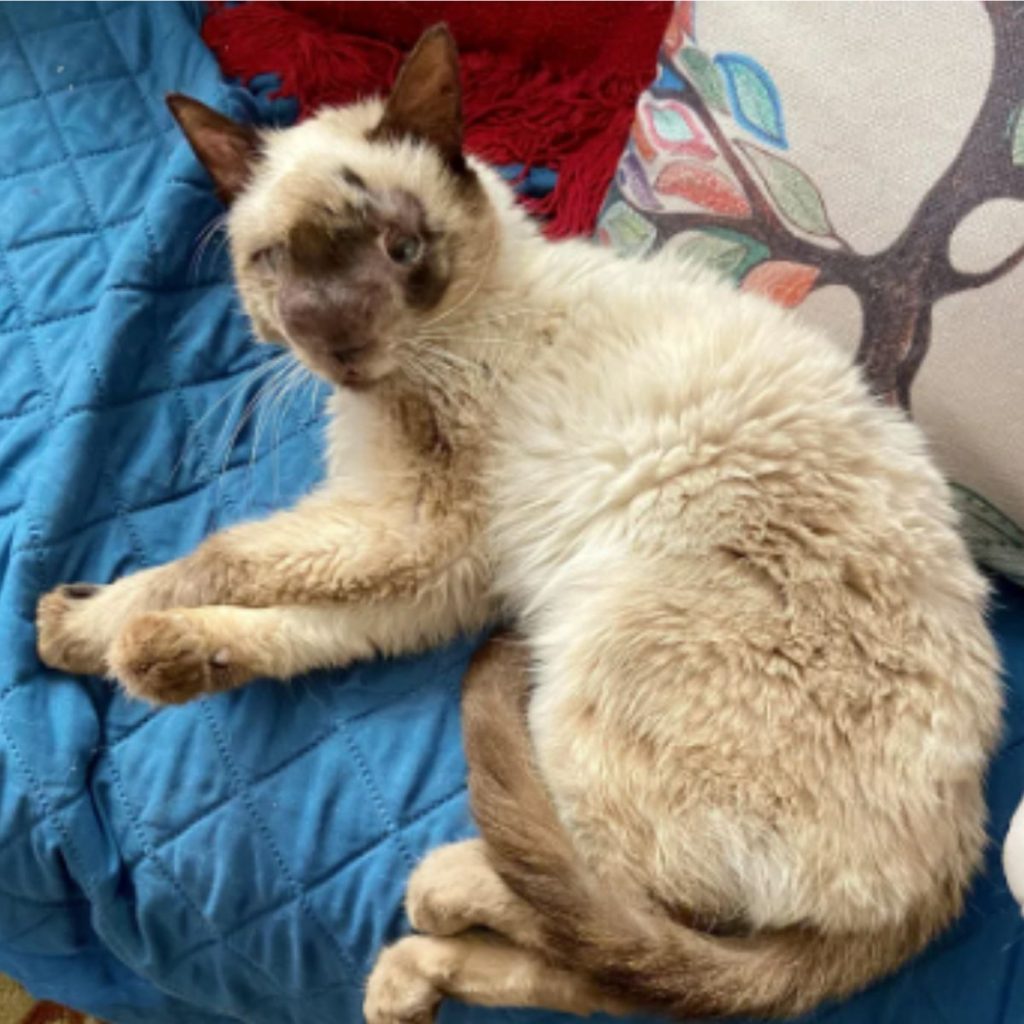 a sick cat lies on a blue mat