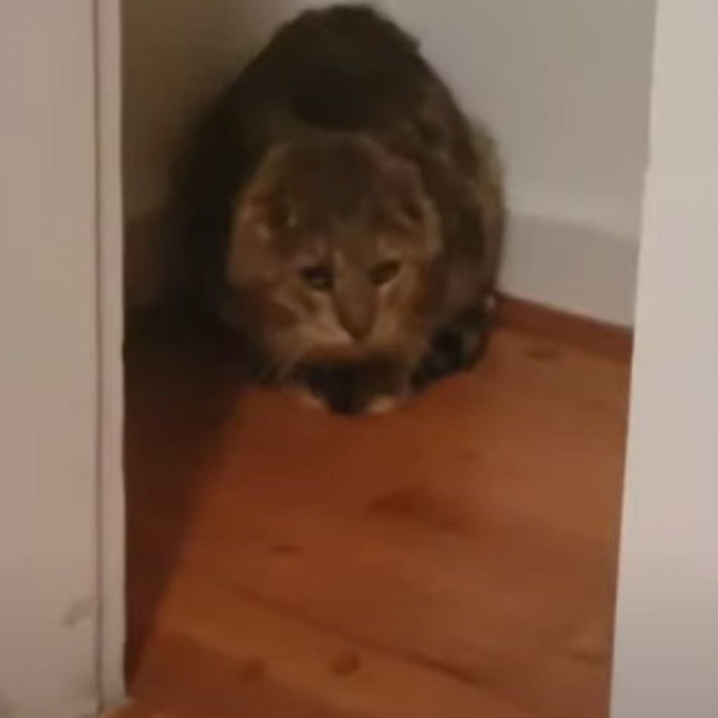 a wild cat is sitting in a hut