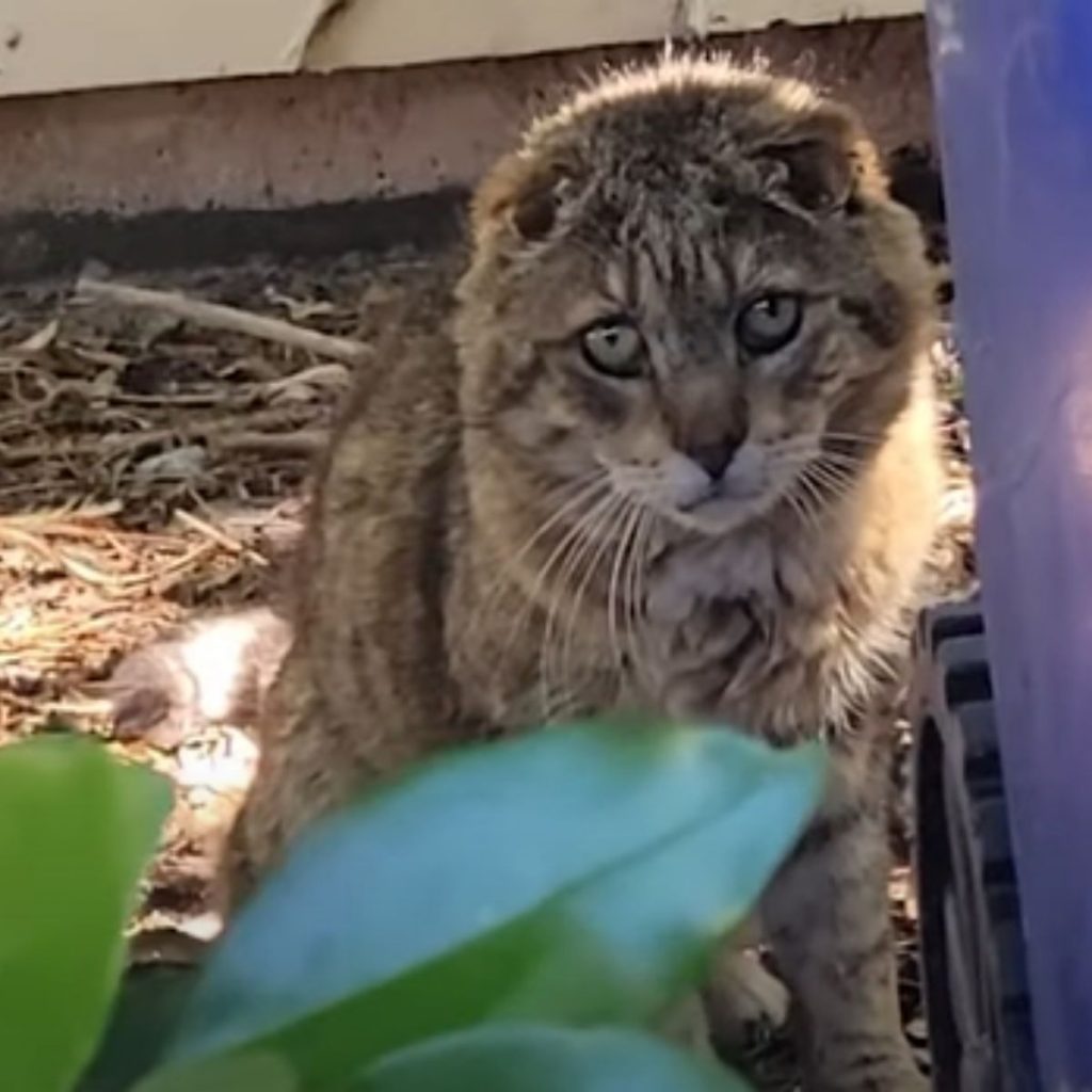 a wild cat with green eyes