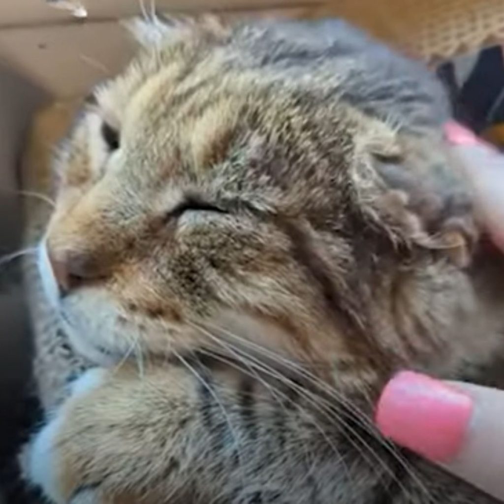 a woman caresses a wild cat