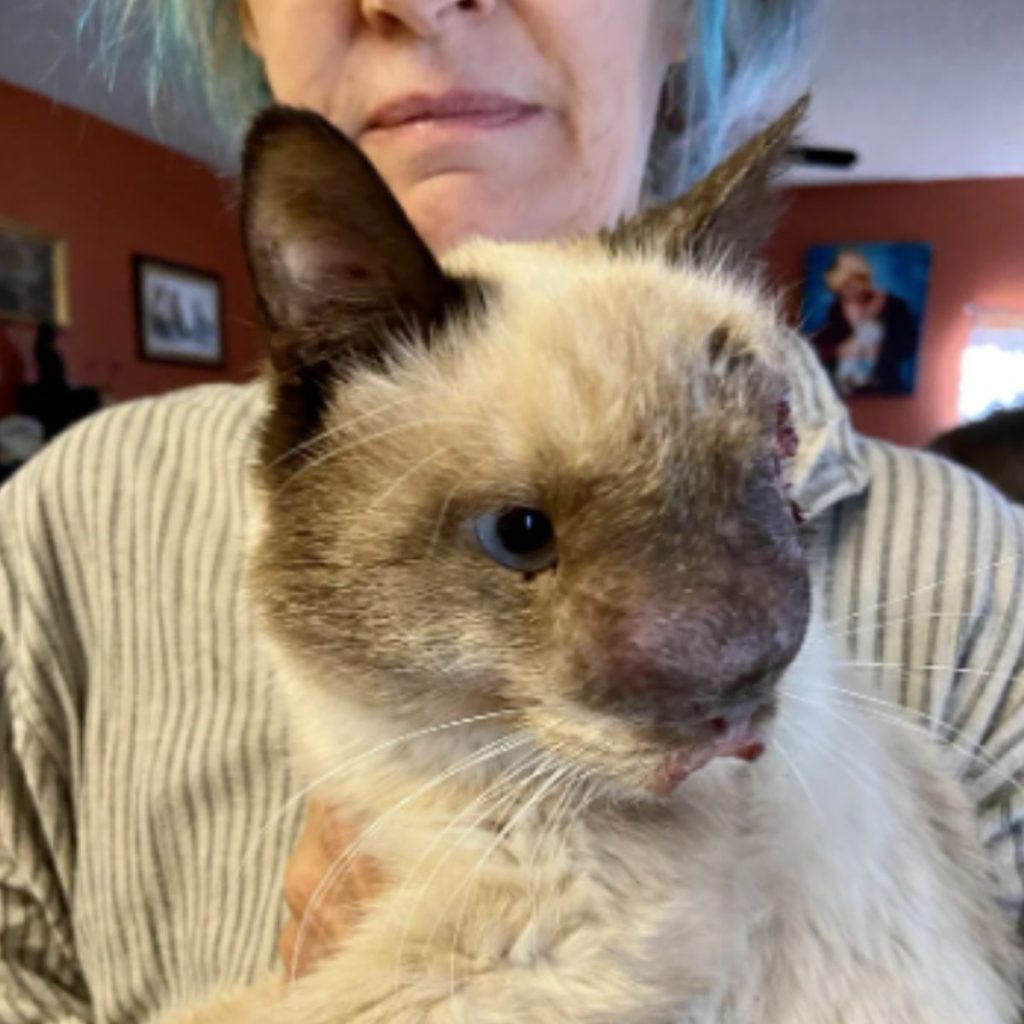 a woman holds a sick cat in her arms