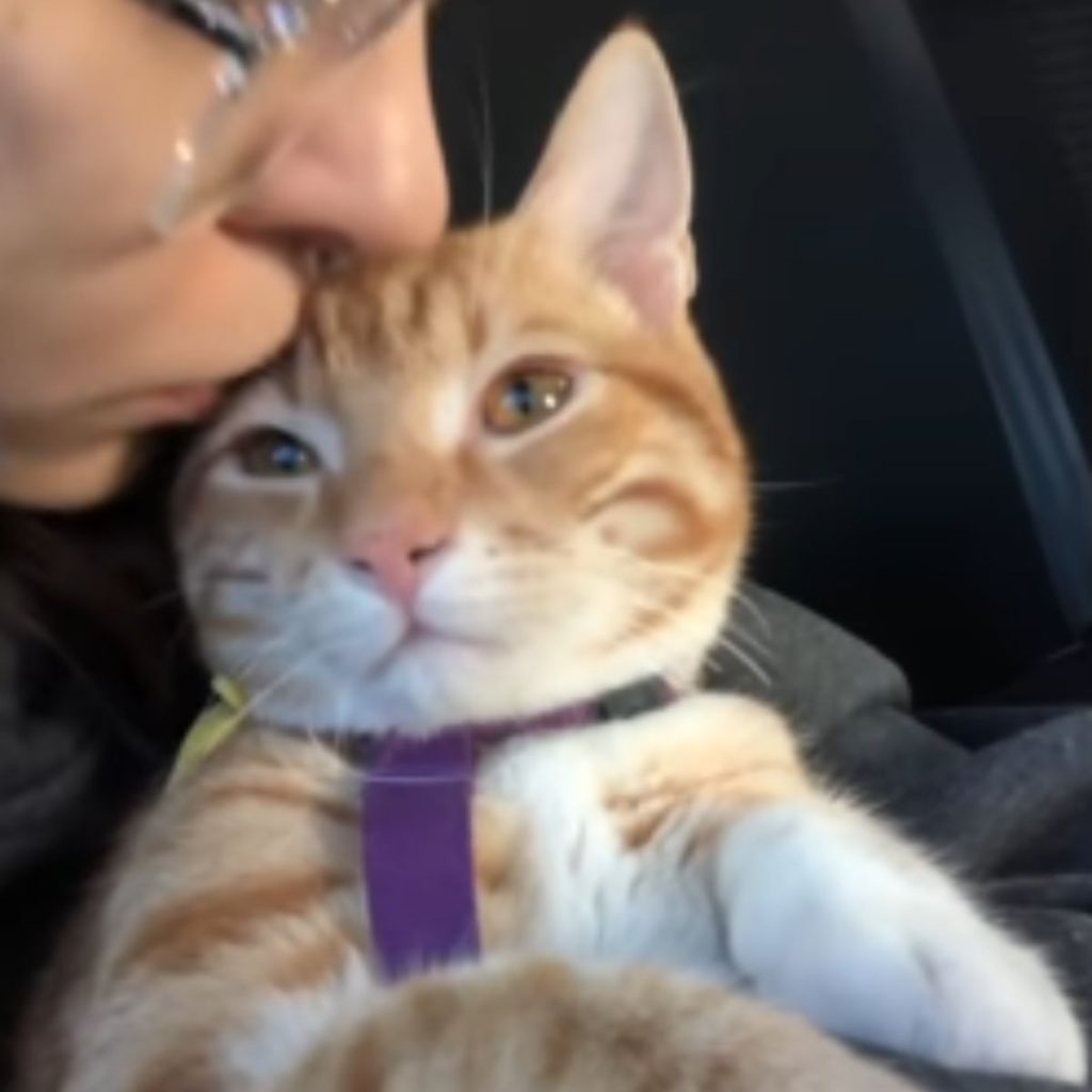 a woman kisses a cat