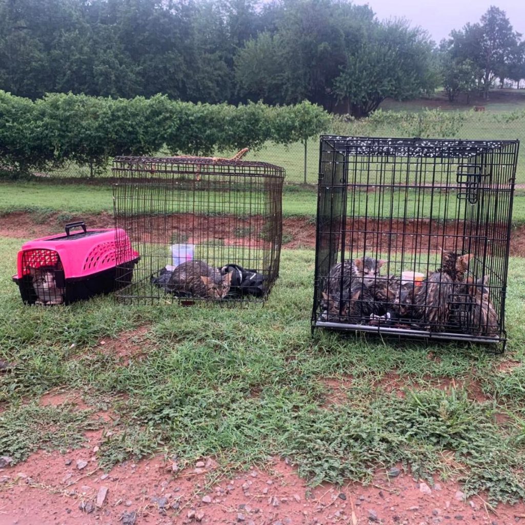 abandoned cats in cages