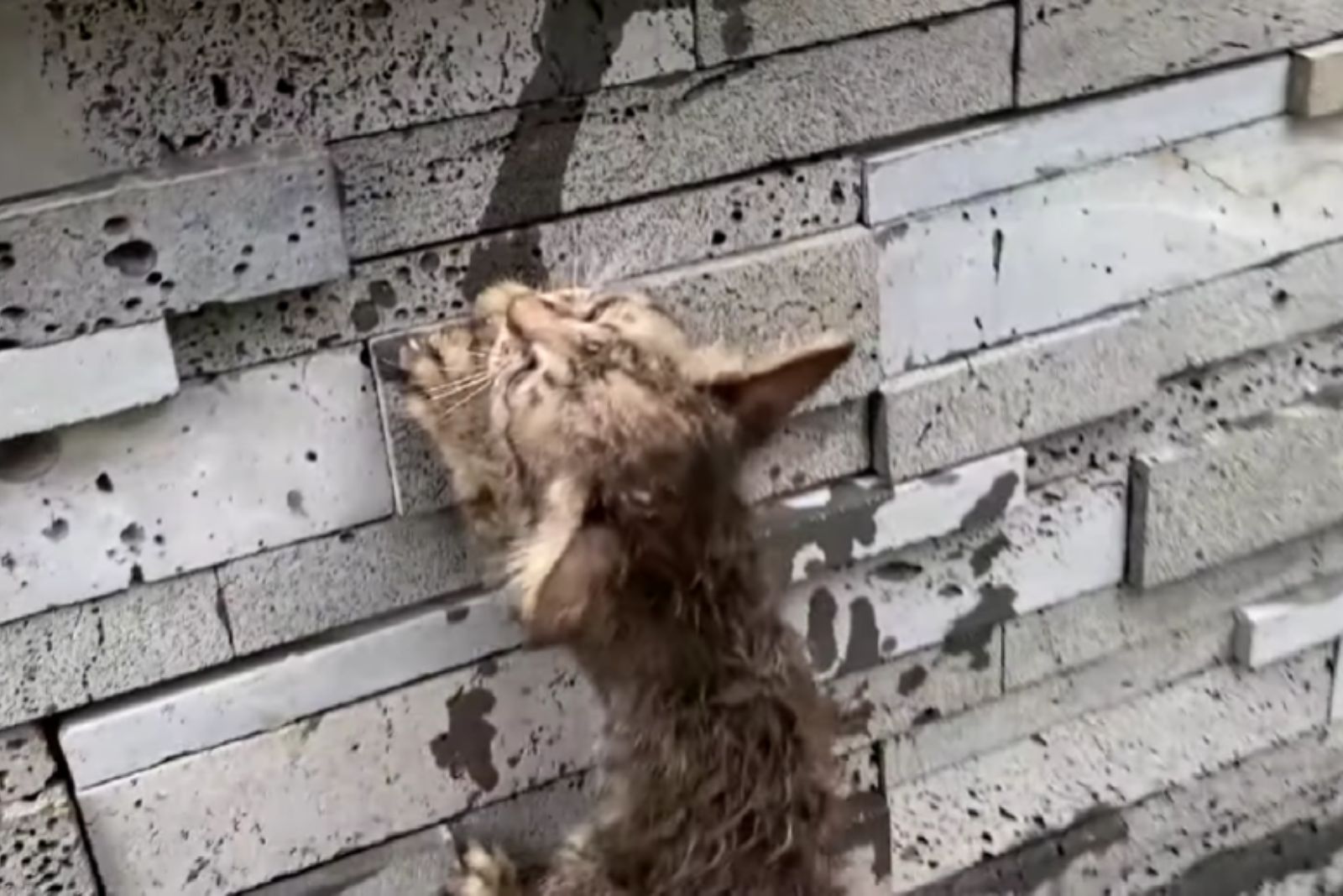 abandoned kitten in rain