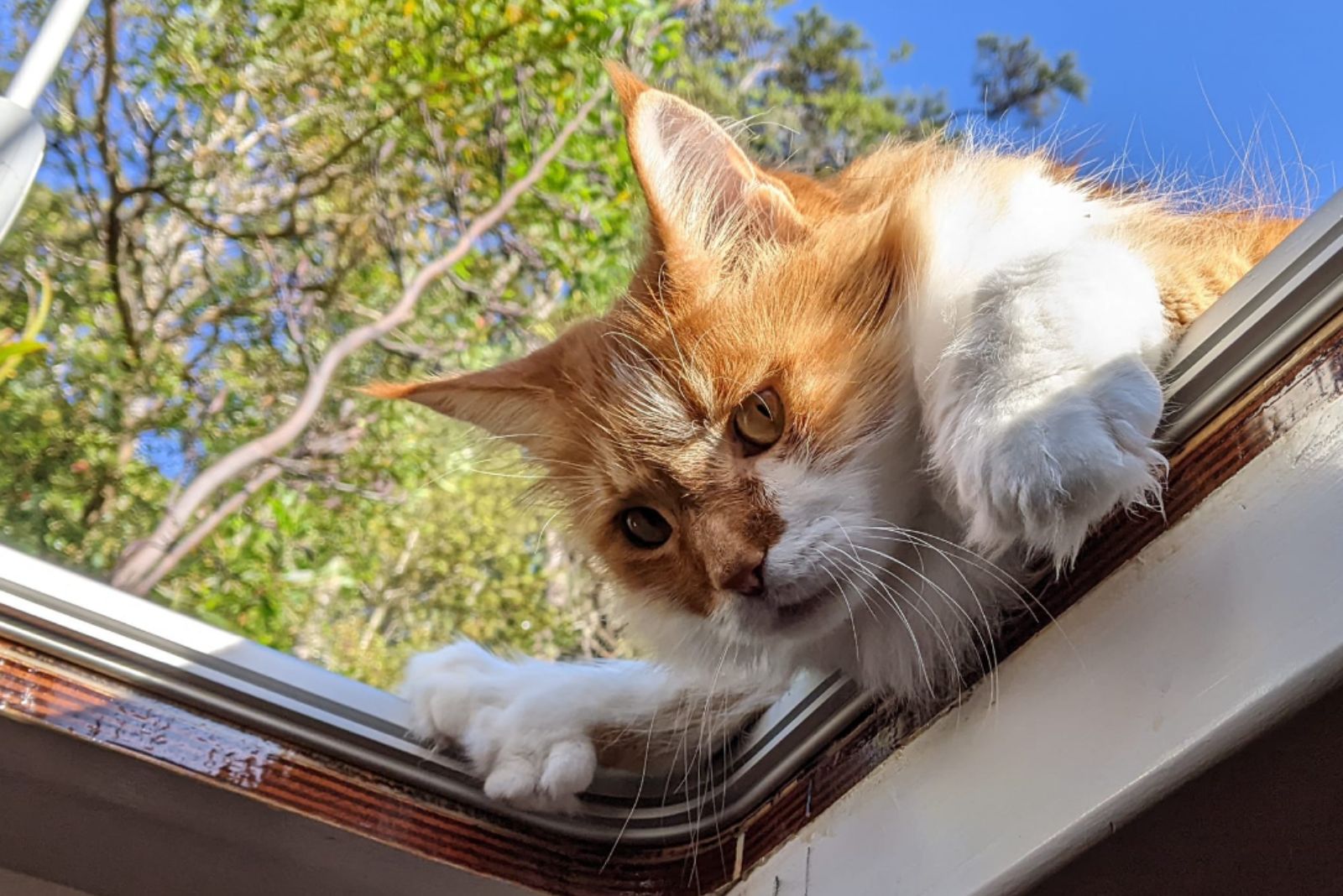 adorable ginger cat