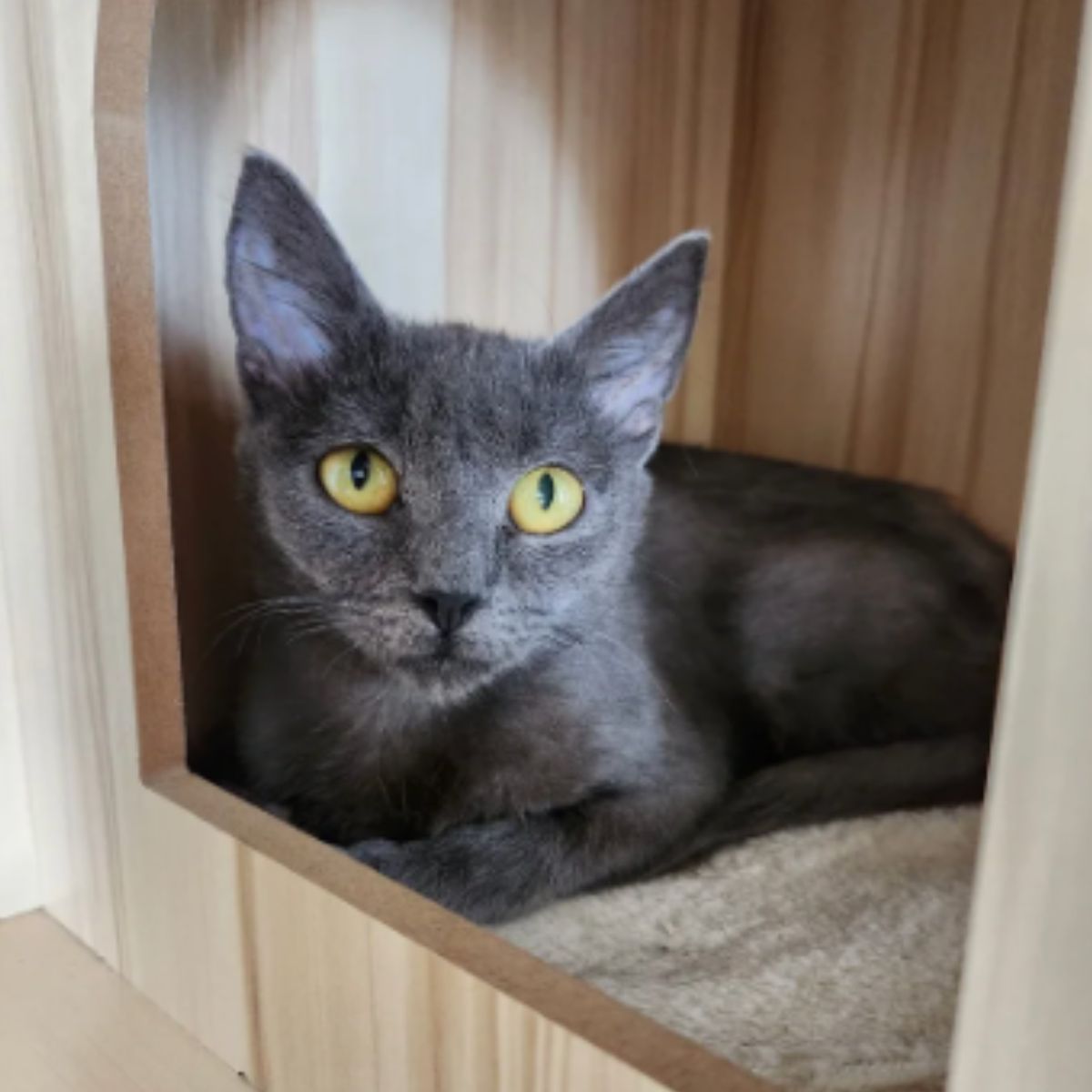 adorable gray cat