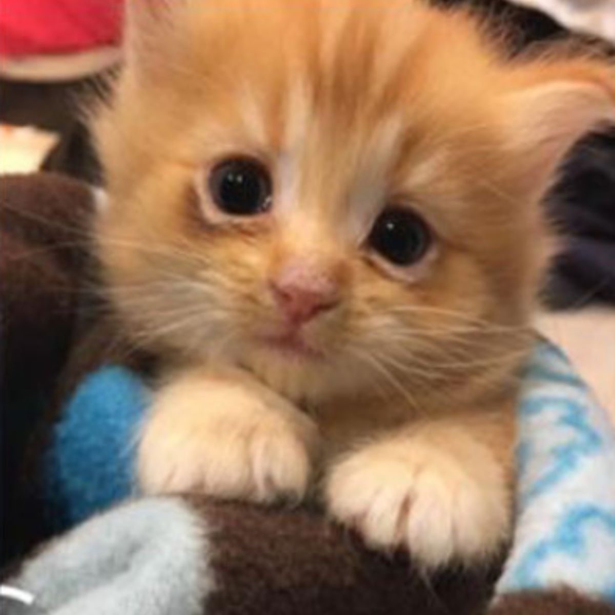 adorable kitten in the blanket