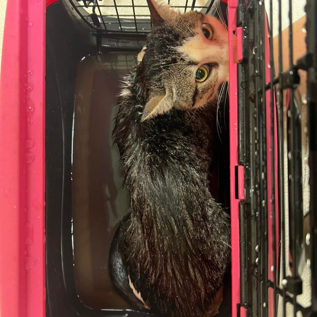 an abandoned cat peeks out of its cage