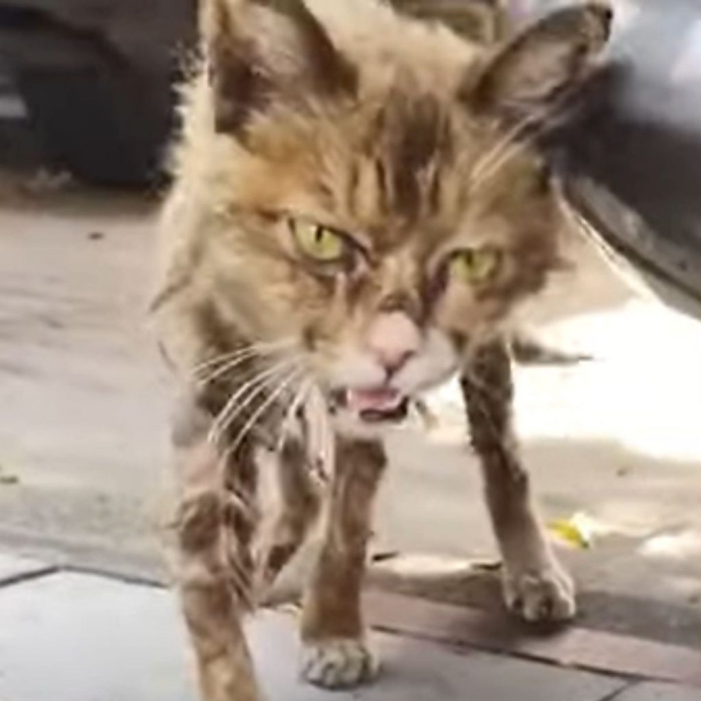 an exhausted cat comes out from under the car