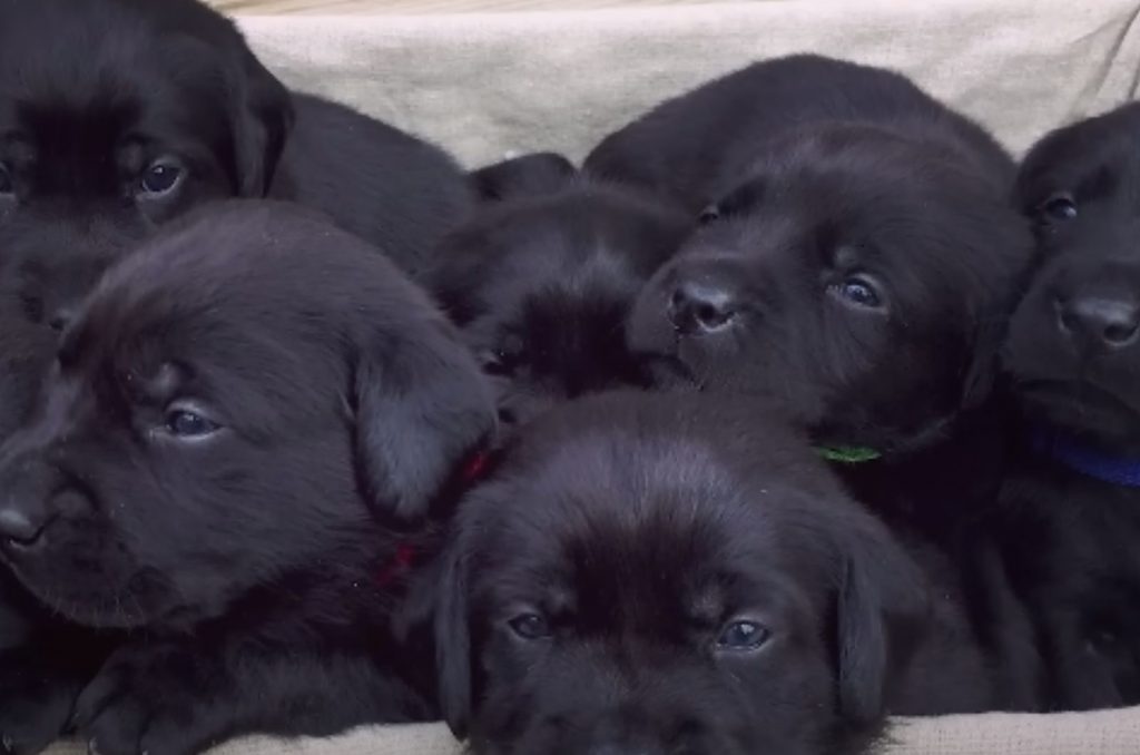 beautiful black dogs