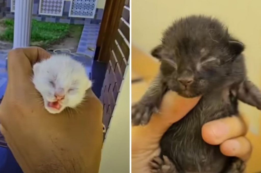 black and white kitten in the hands of a man