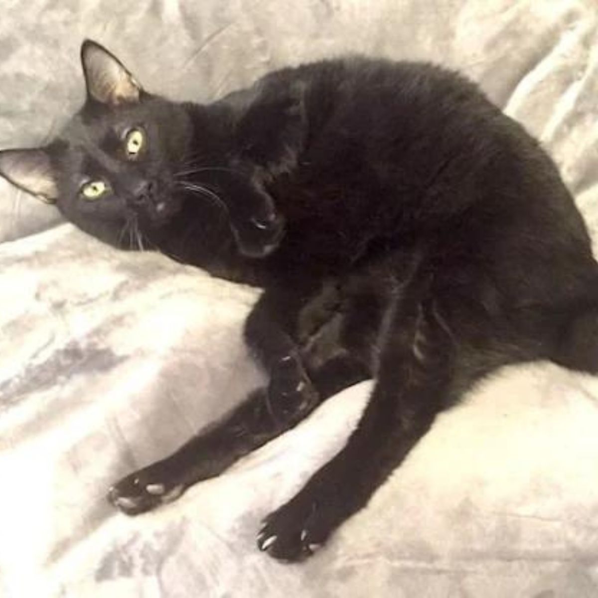 black cat laying on the bed