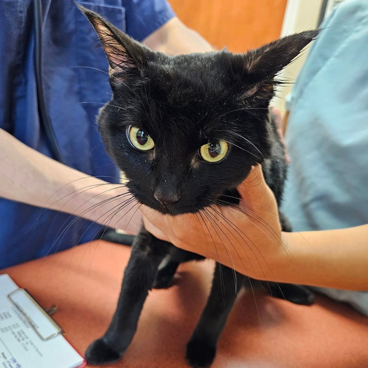 black cat on veterinarian table