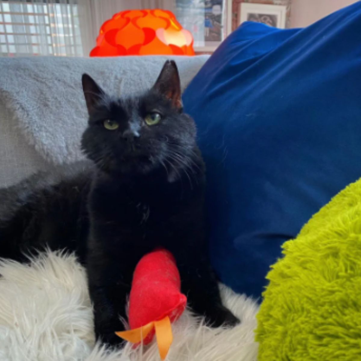 black cat sitting on couch