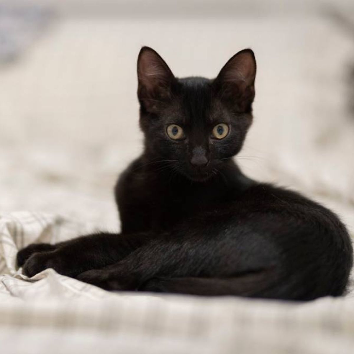 black kitten looking at camera