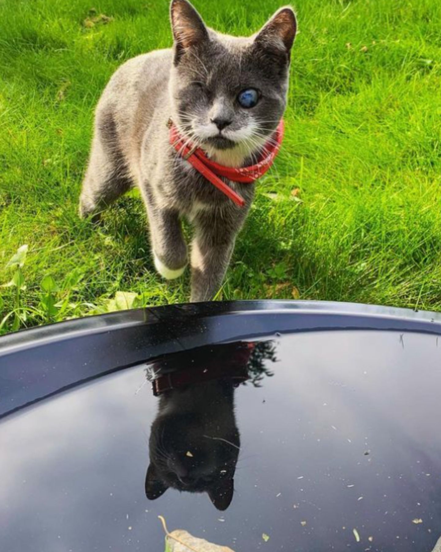 blind kitten wearing a red collar