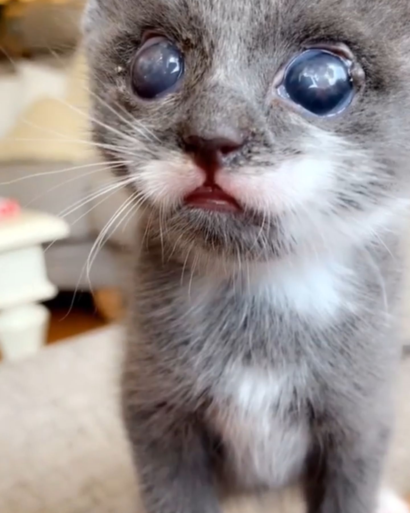 blind kitten