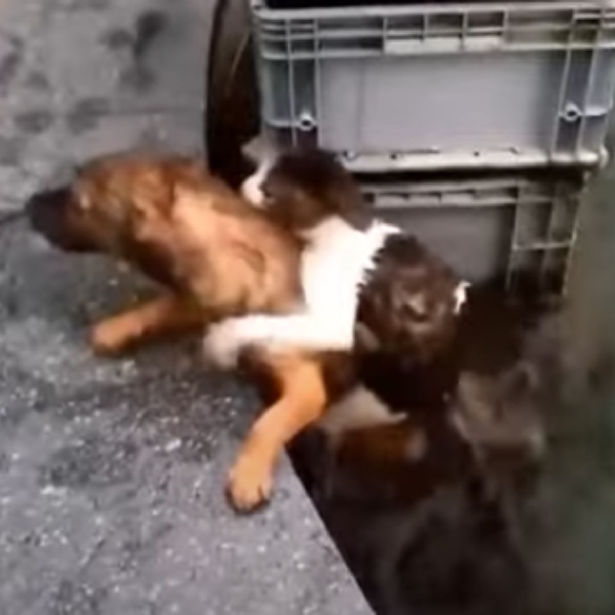 brown dog saving the cat