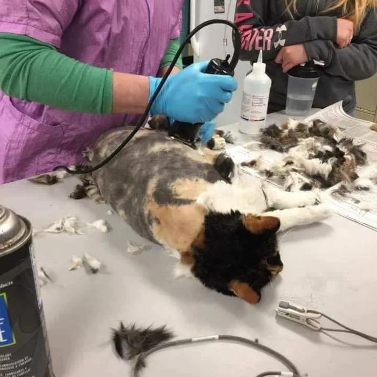 calico cat getting her fur cut