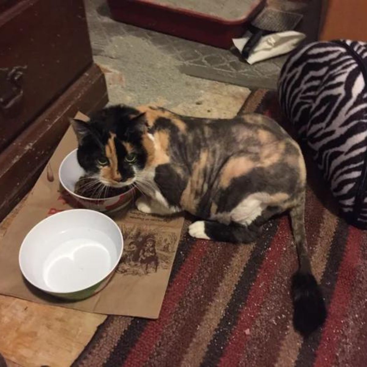 calico cat with short fur