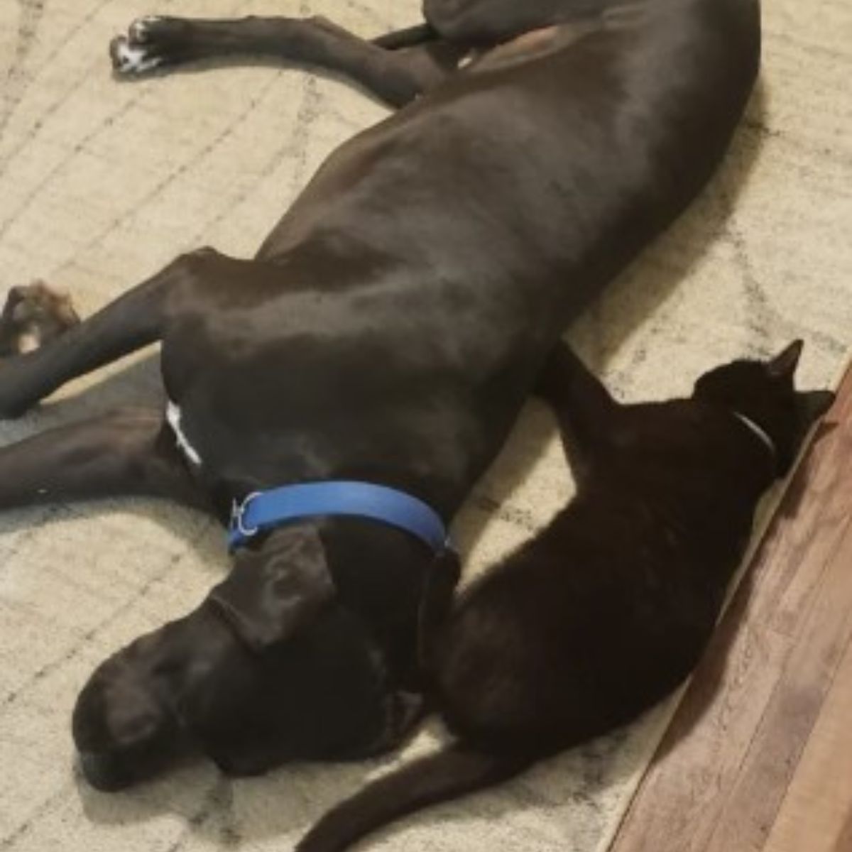 cat and dog laying down