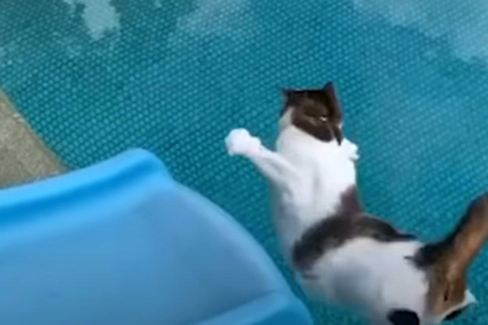 cat and slide