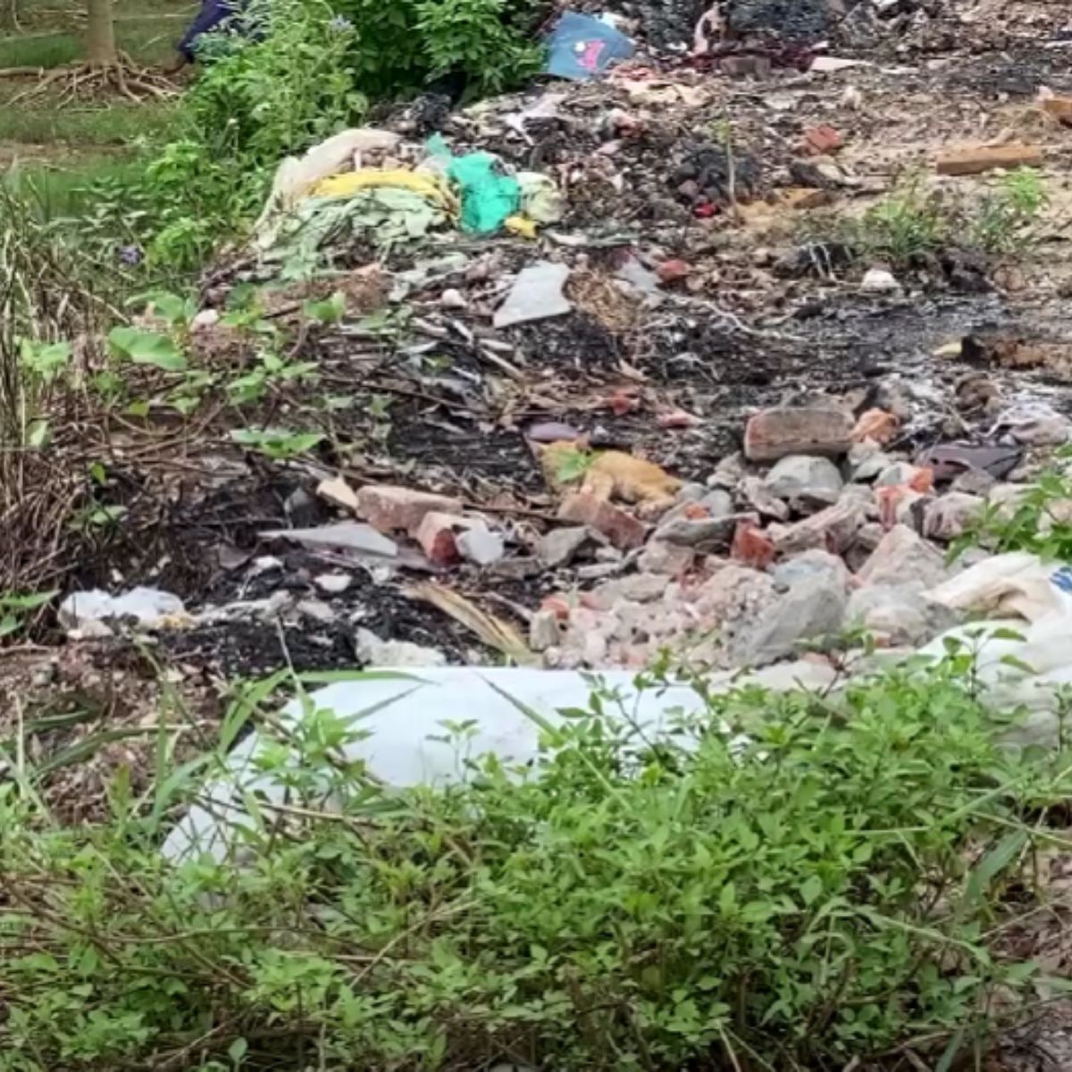 cat at landfill