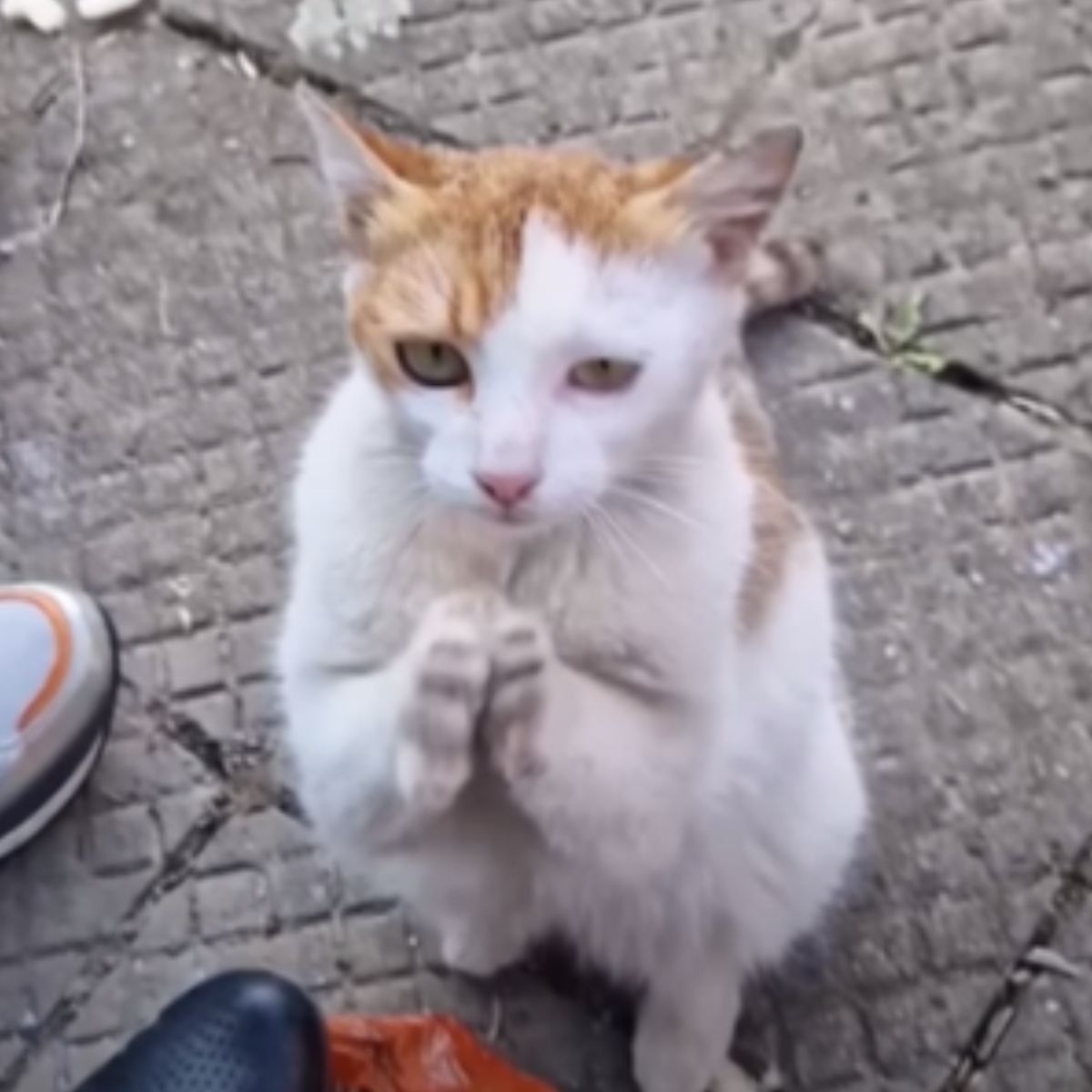 cat begging for food