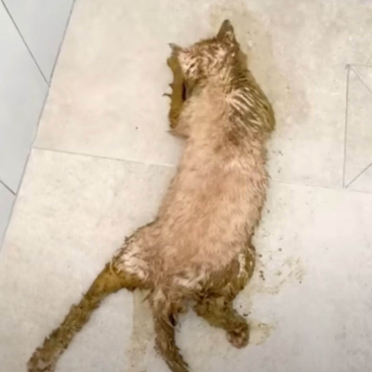 cat covered in oil