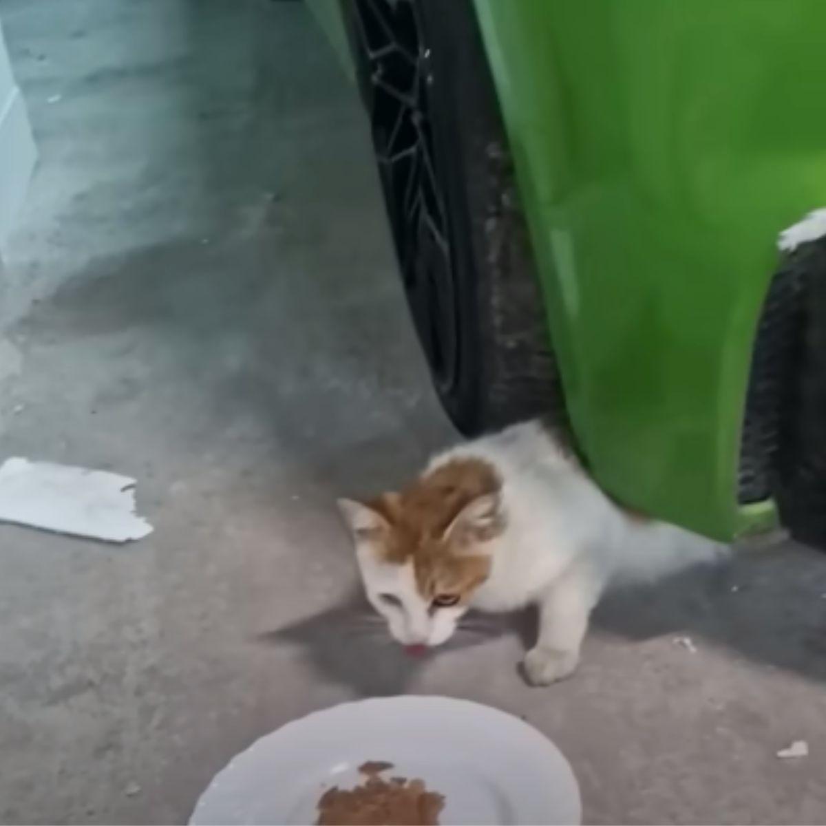 cat eating