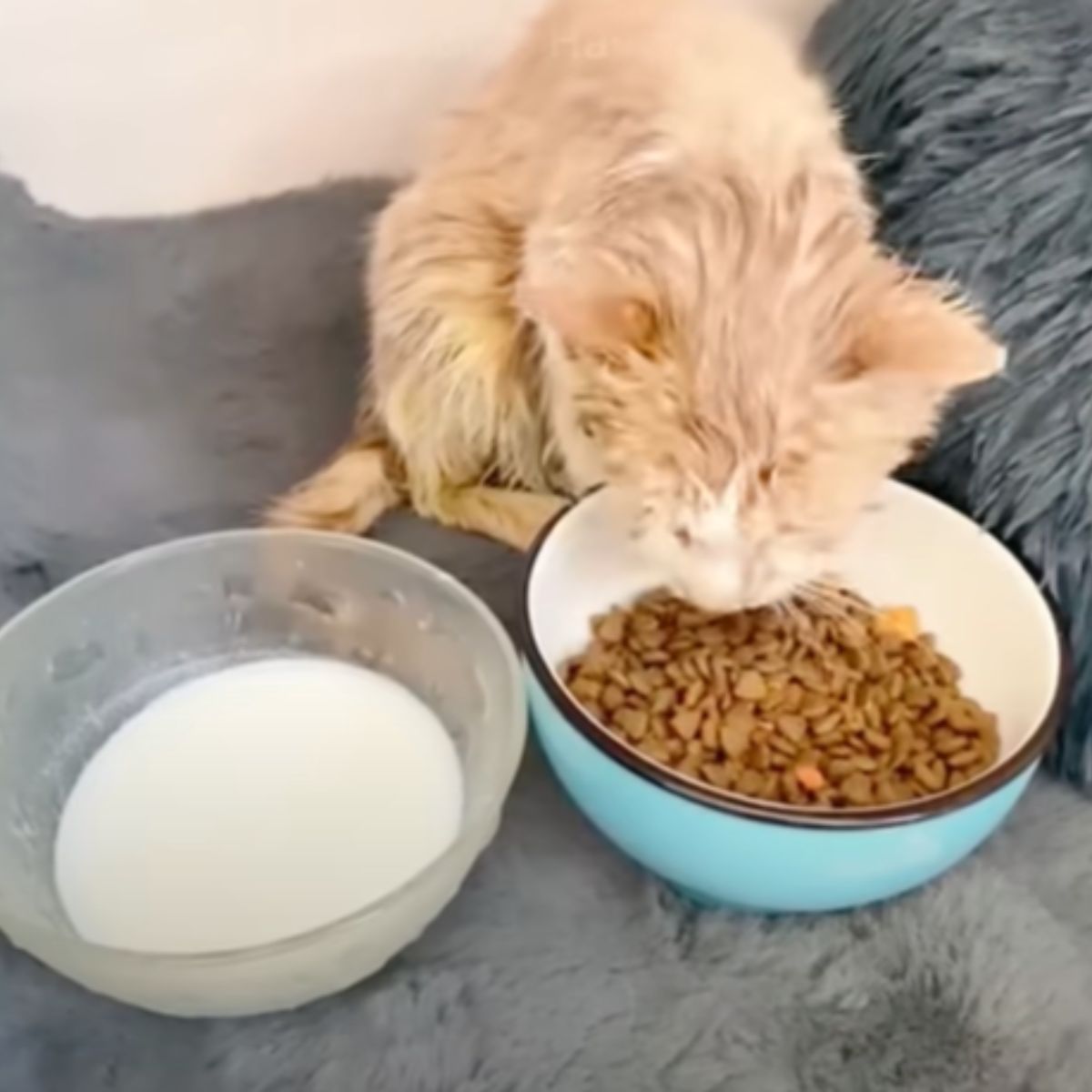 cat eating