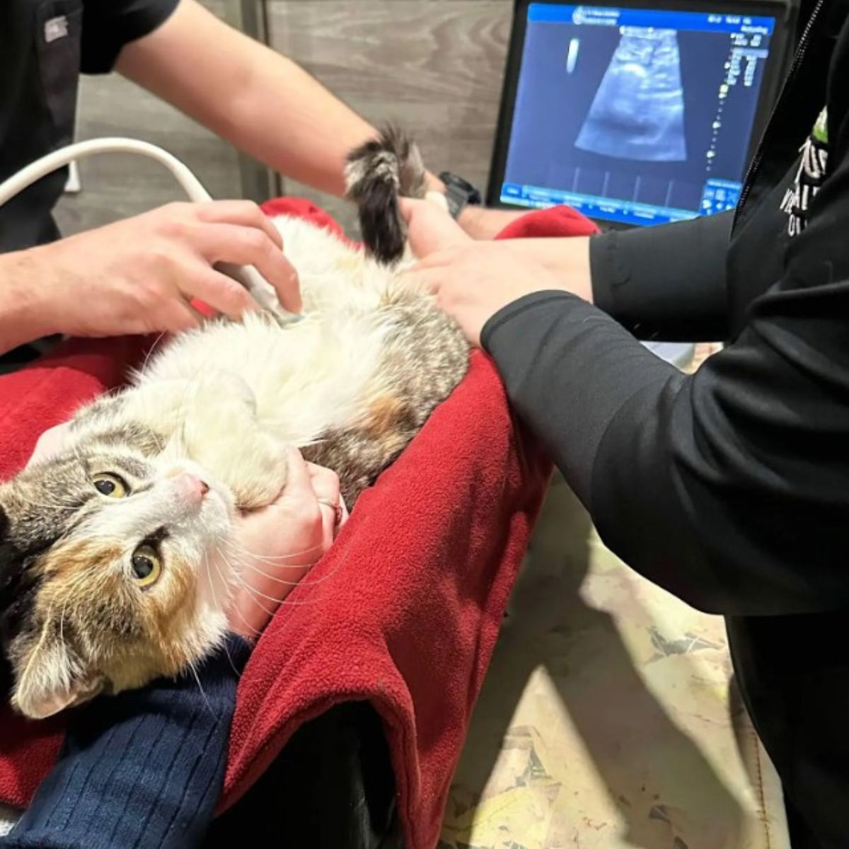 cat getting an ultrasound