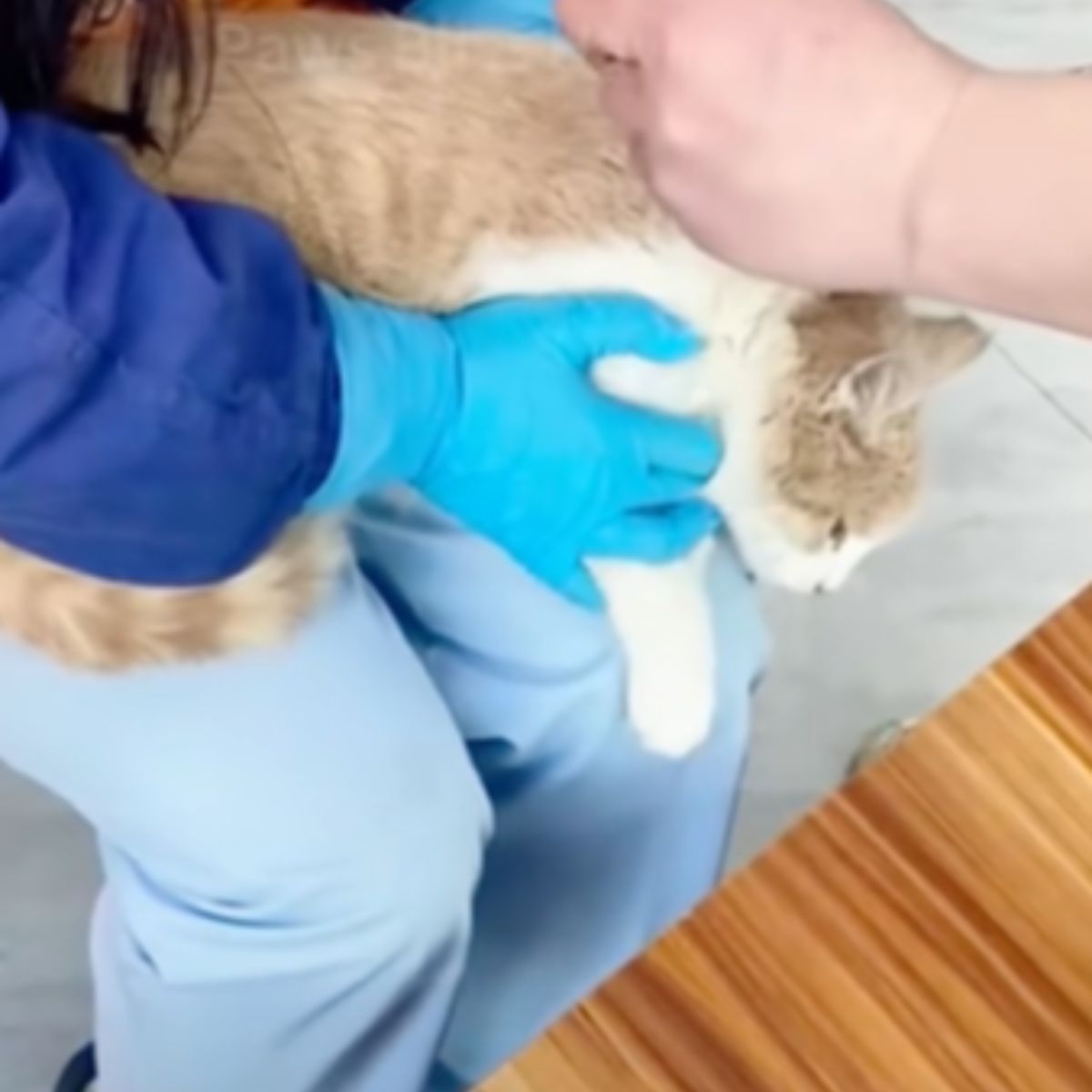 cat getting examined