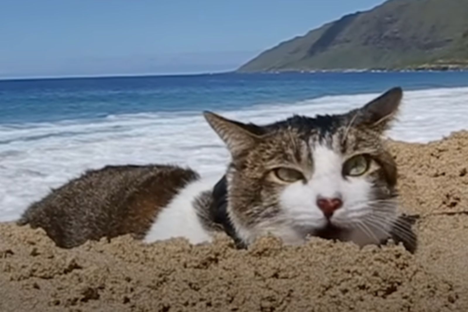 cat in sand