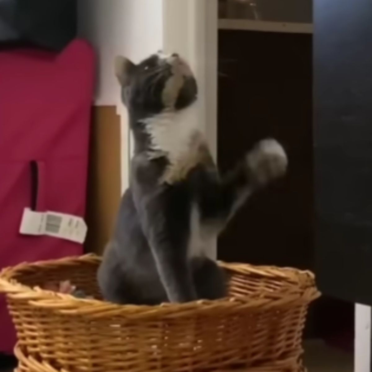 cat in the basket