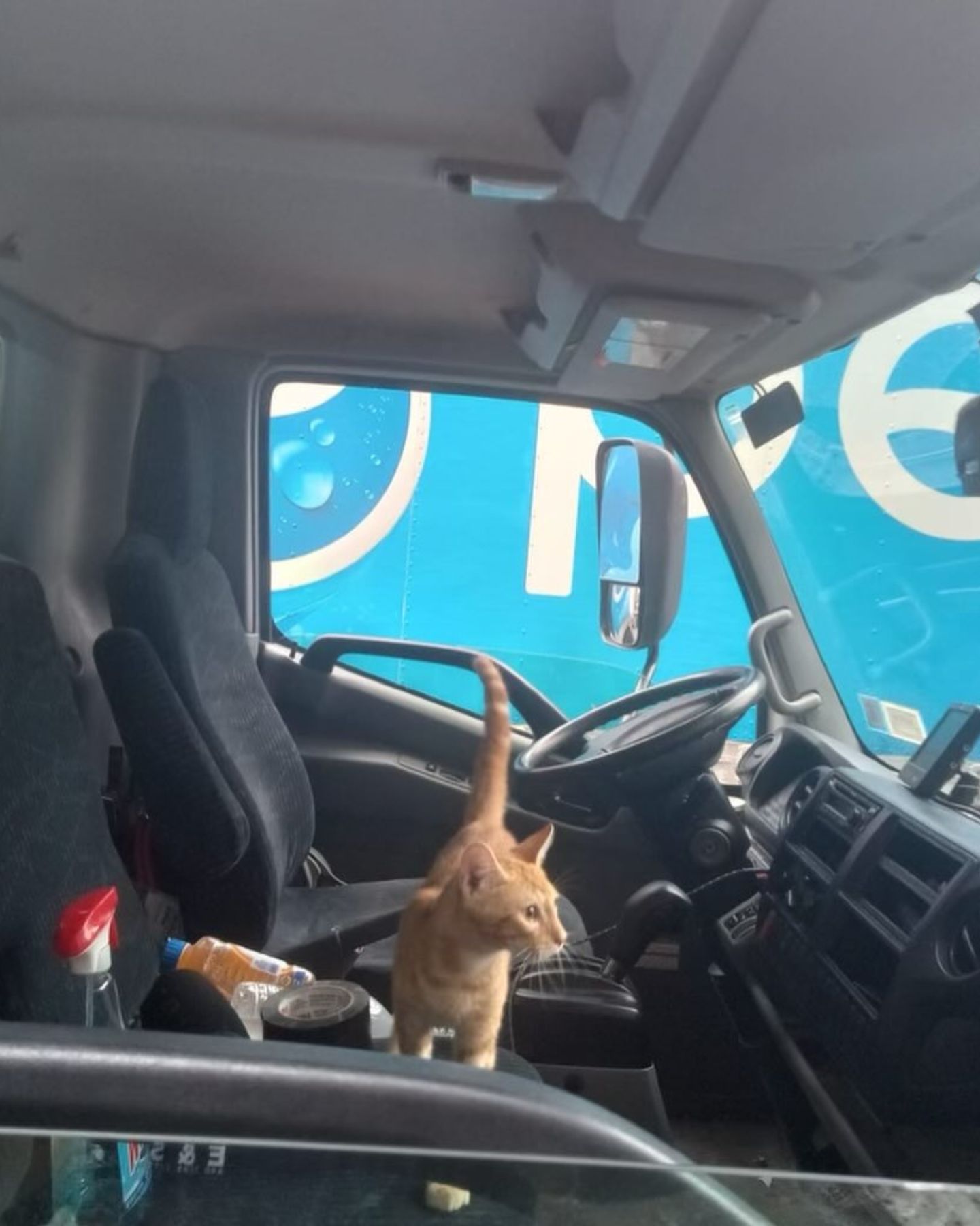 cat in the truck