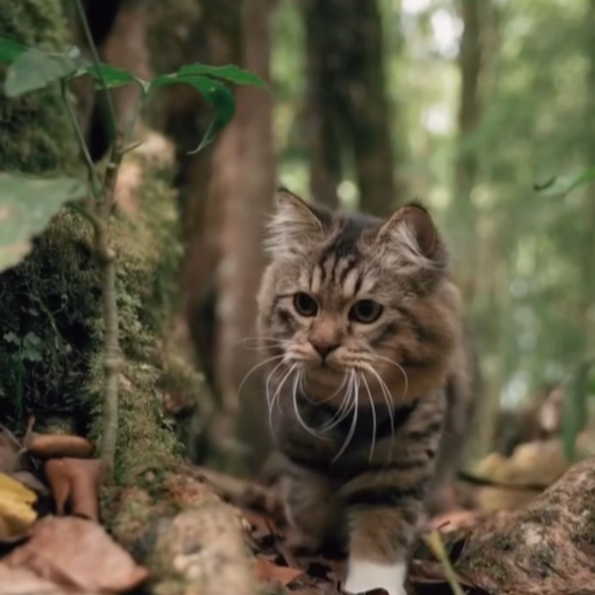 cat in the woods