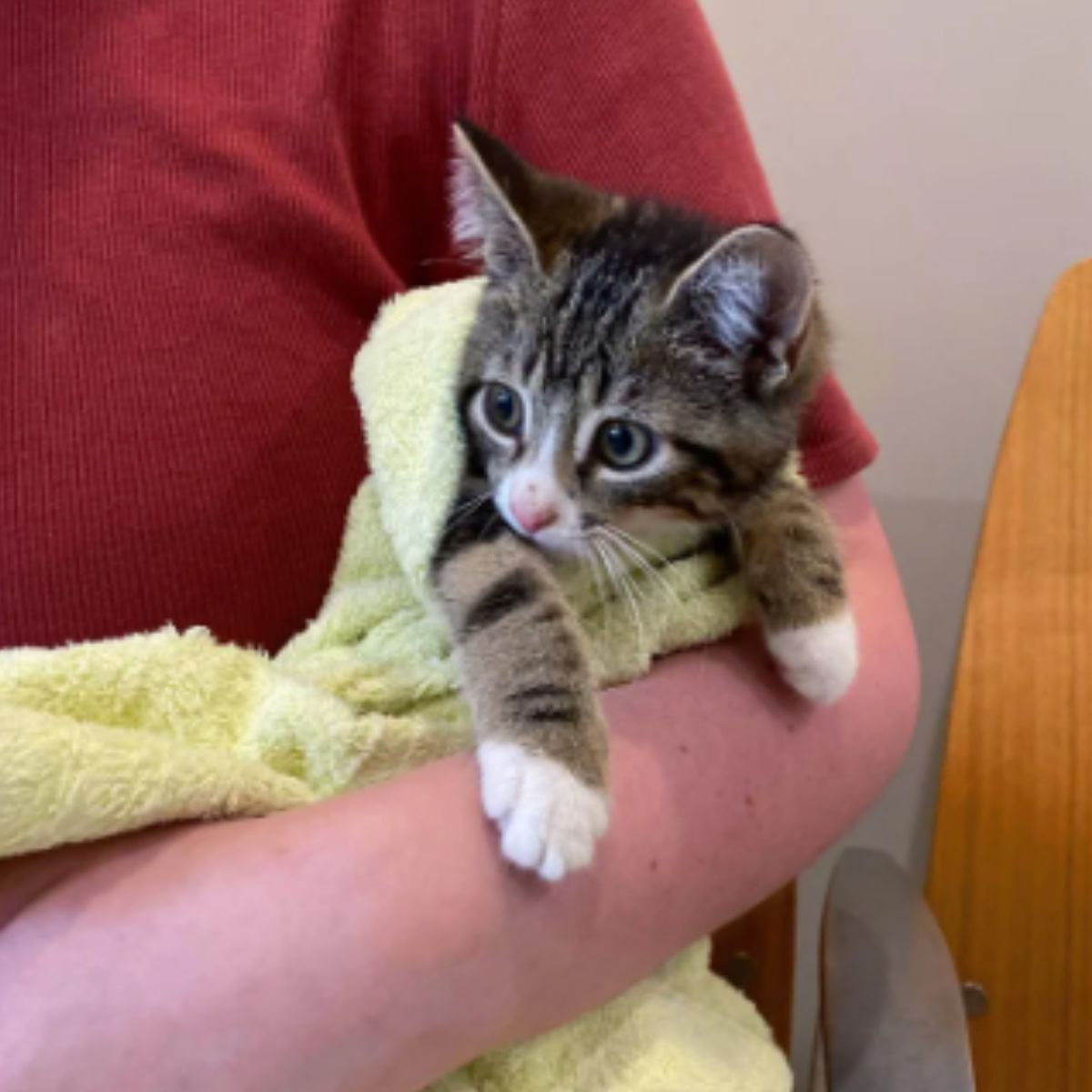 cat in towel