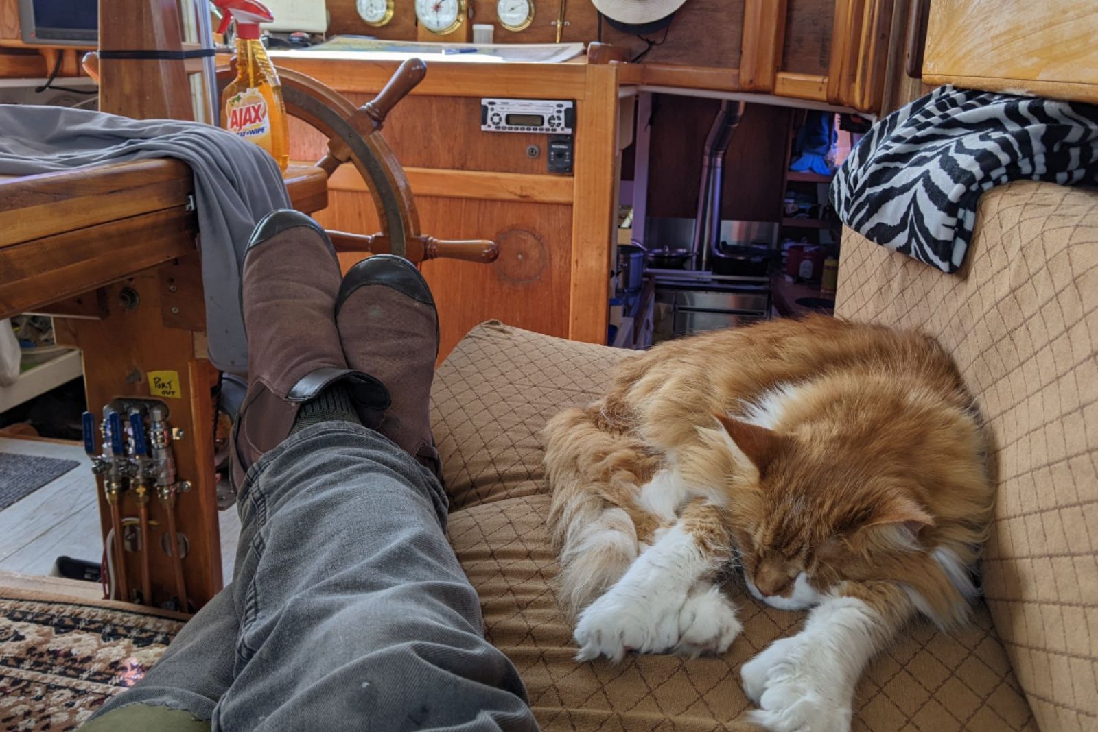 cat laying near owner