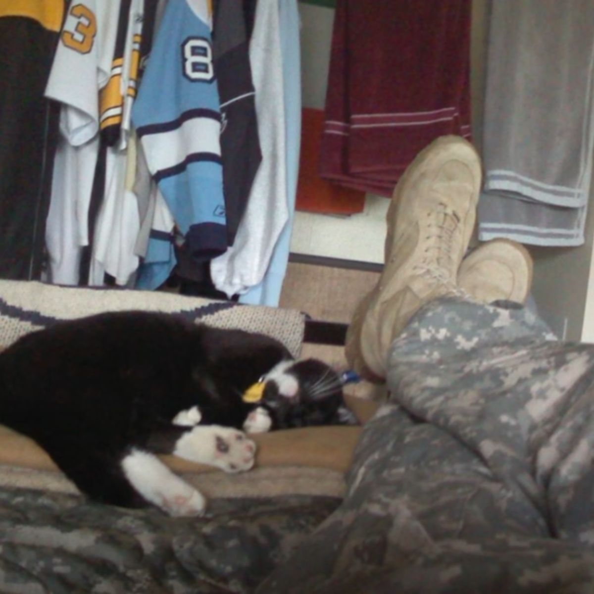 cat laying near war veteran