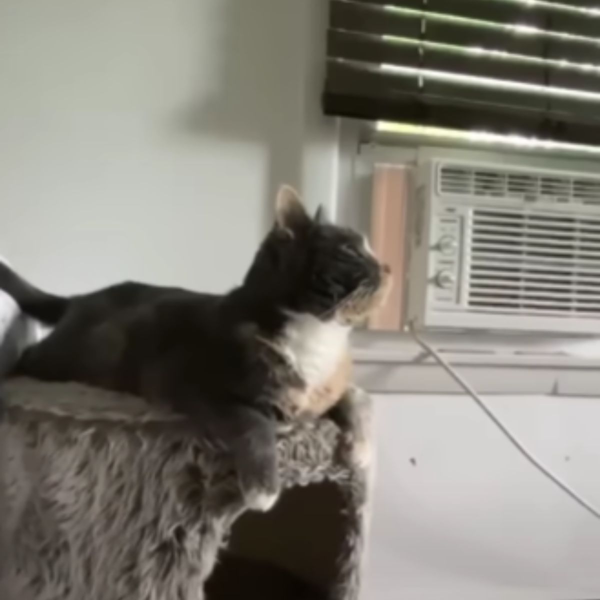 cat laying on her chair