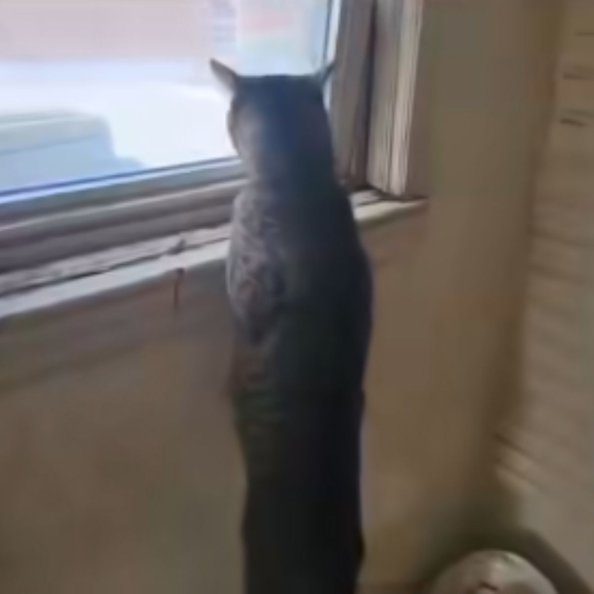 cat looking through a window