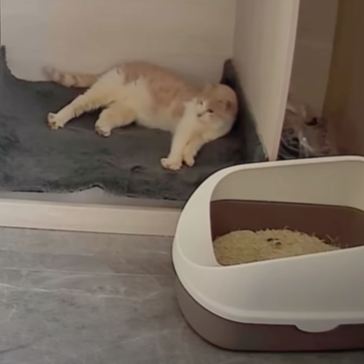 cat lying on a gray mat