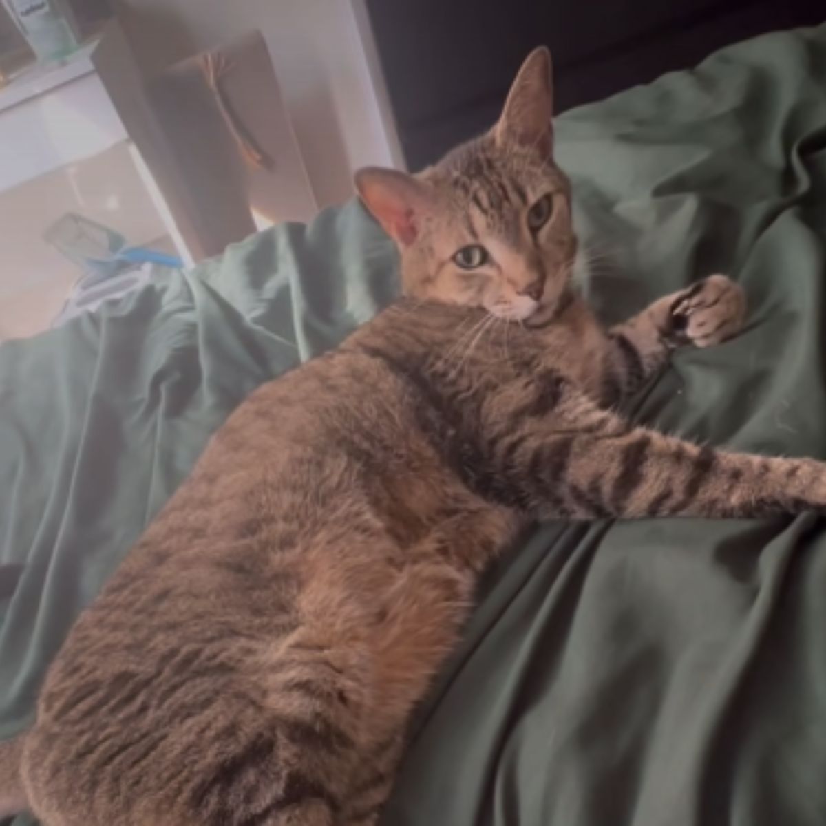 cat lying on bed