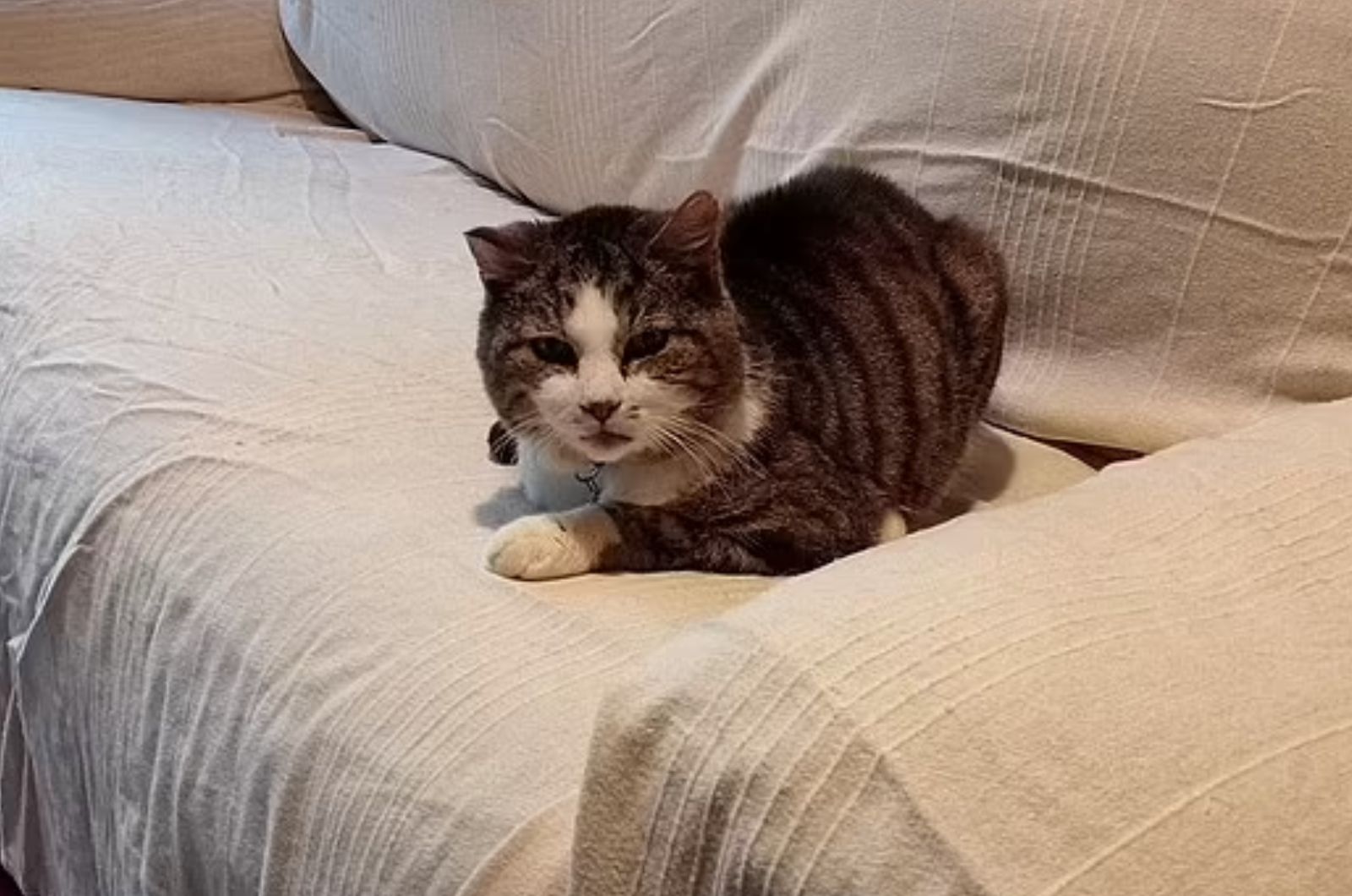 cat lying on the couch