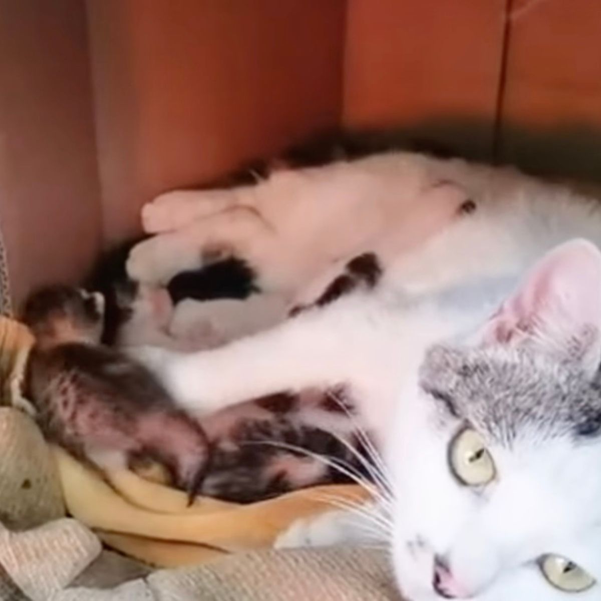 cat lying with her kittens