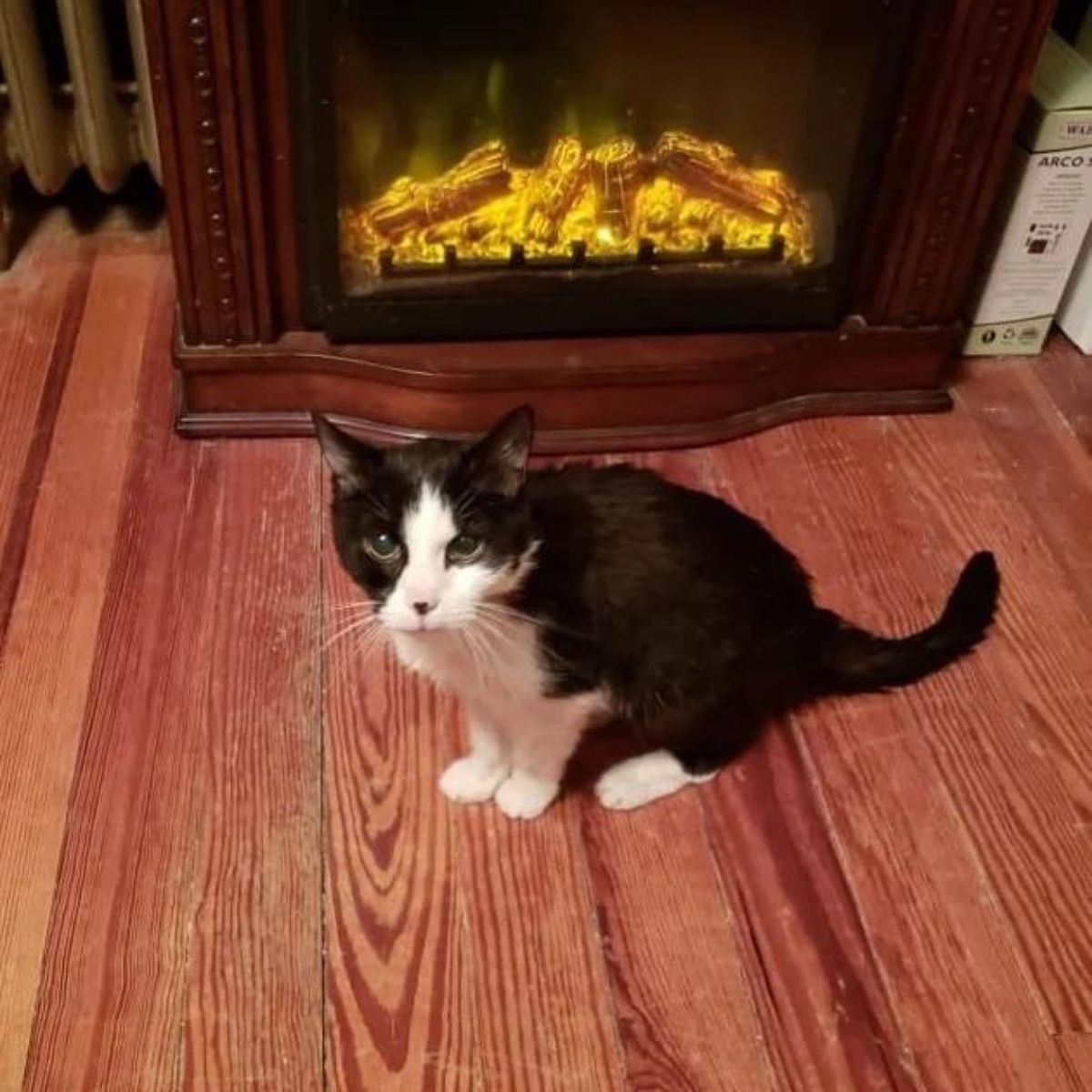 cat near fireplace